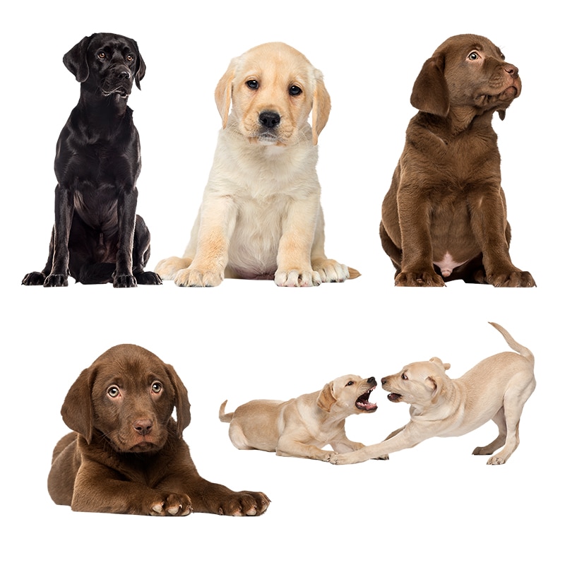 

Водонепроницаемая наклейка Three Ratels QC388 HD pixel Labrador Retrievers