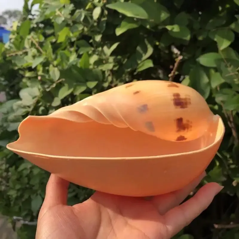 

Желтая ракушка для аквариума