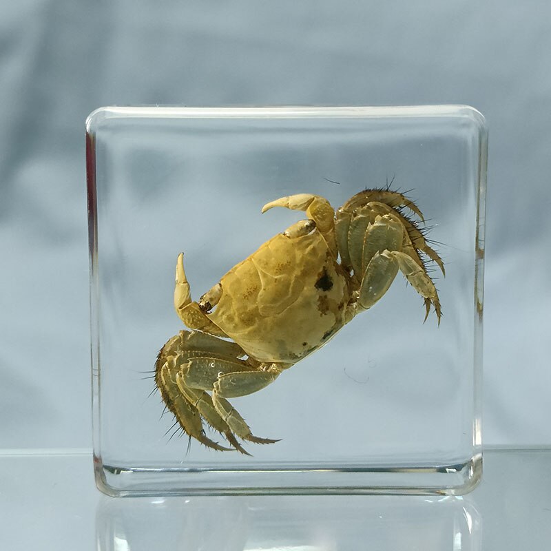 

Настоящие образцы насекомых, бабочек и морских звезд