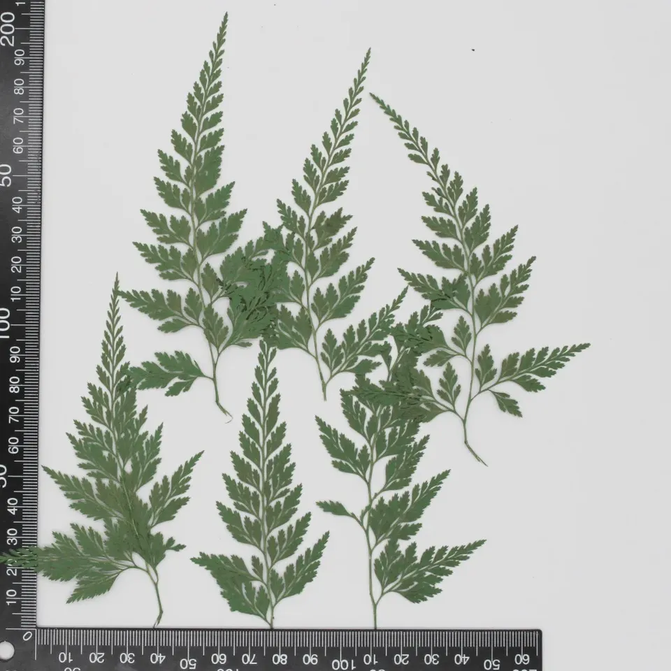 

Сушеные листья папоротника NYAConfetti, 24 шт