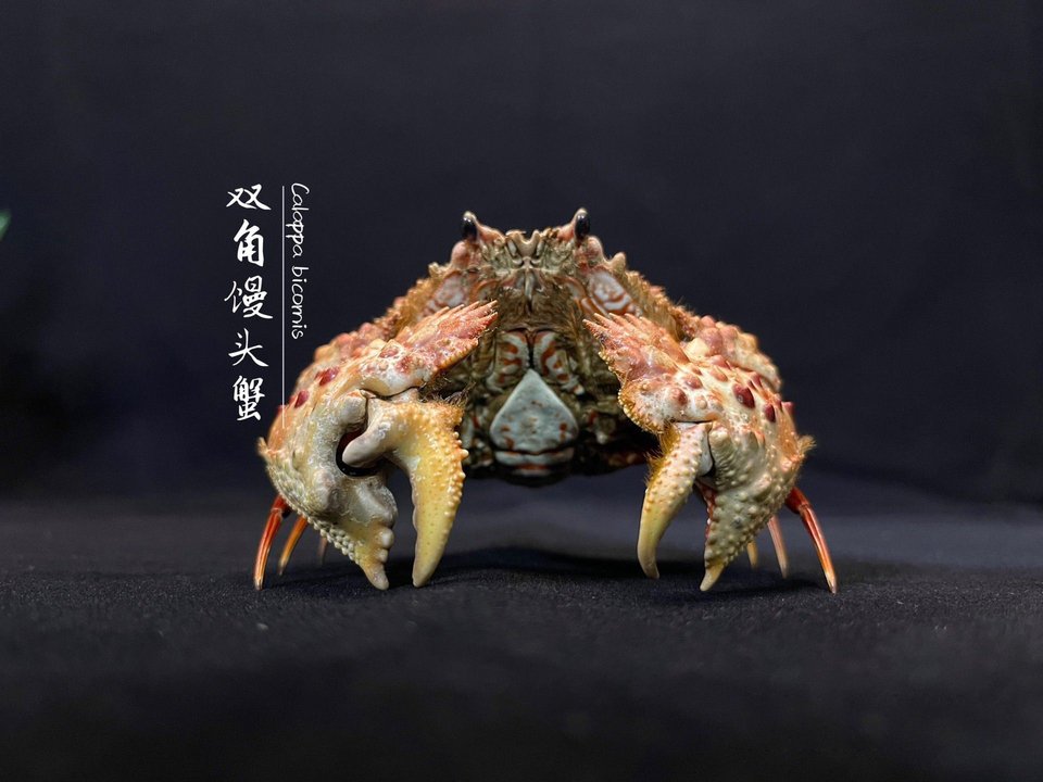 

Коллекционная статуэтка краба Calappa Bicornis