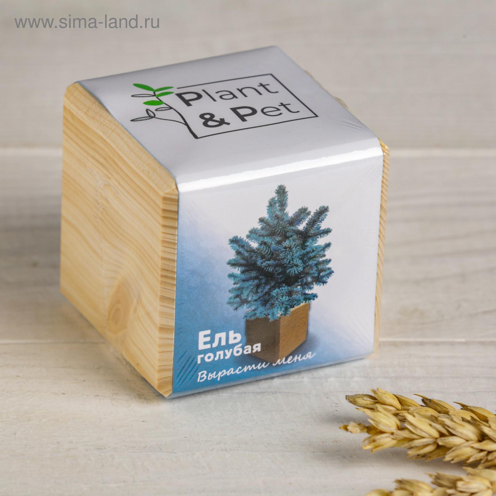 

Набор для выращивания P&P "Ель голубая"