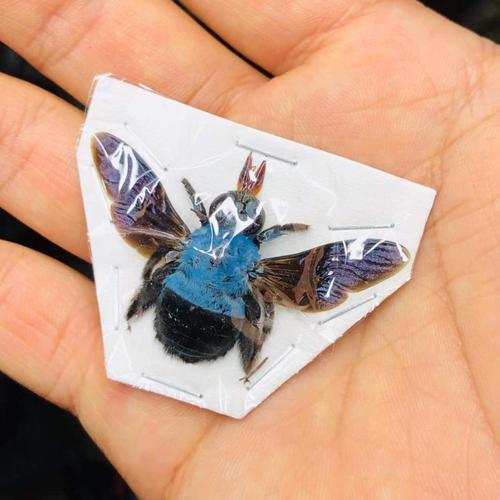 

Репеллент Xylocopa caerulea из Индонезии