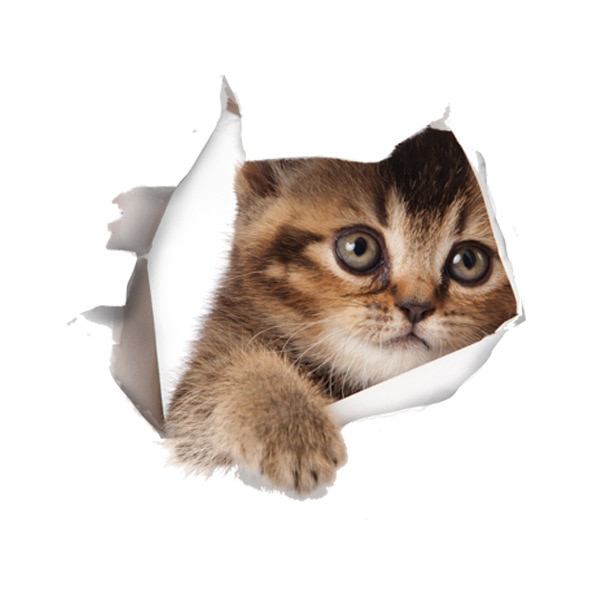 

3D наклейка на стену с кошками HonC