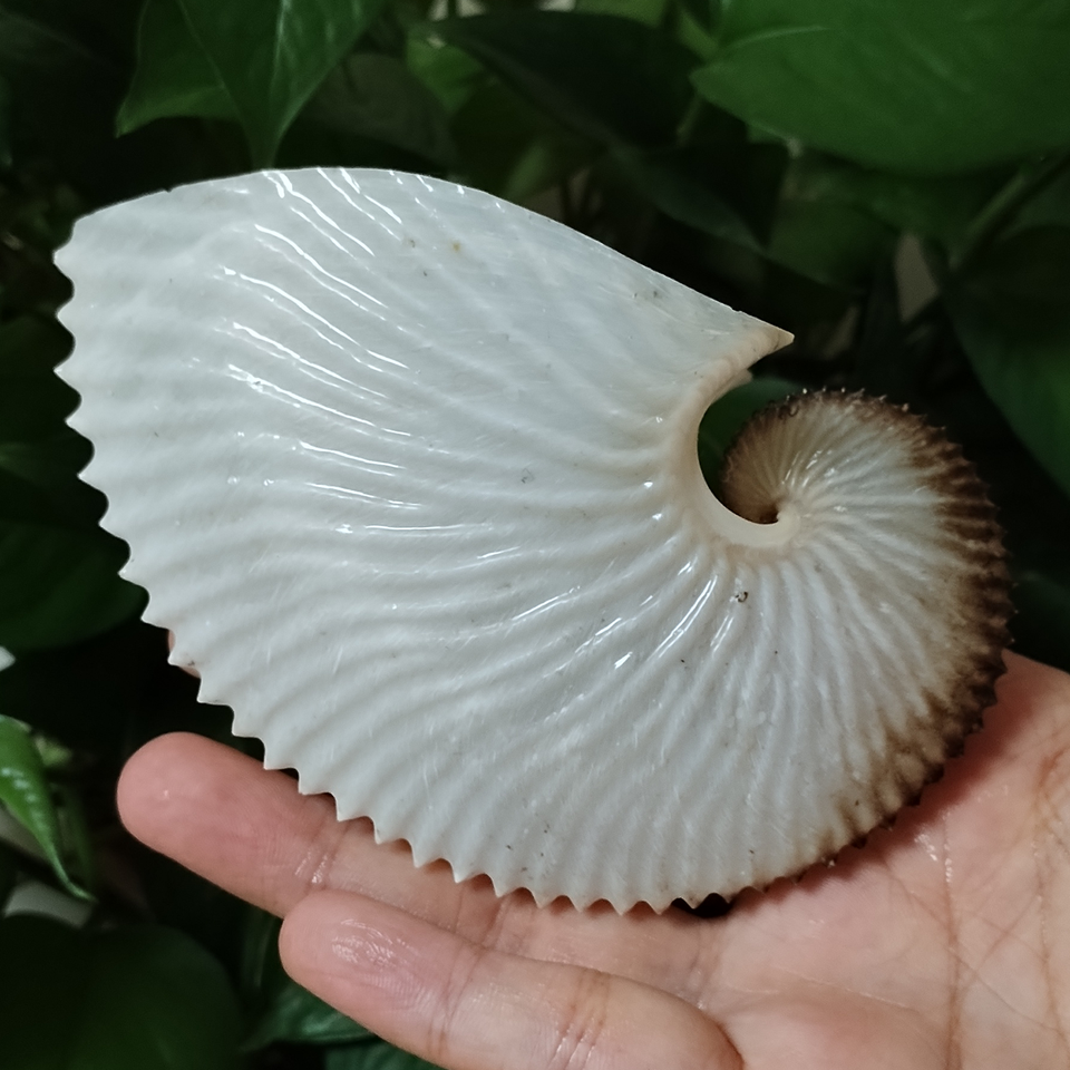 

Натуральная ракушка Nautilus для декора