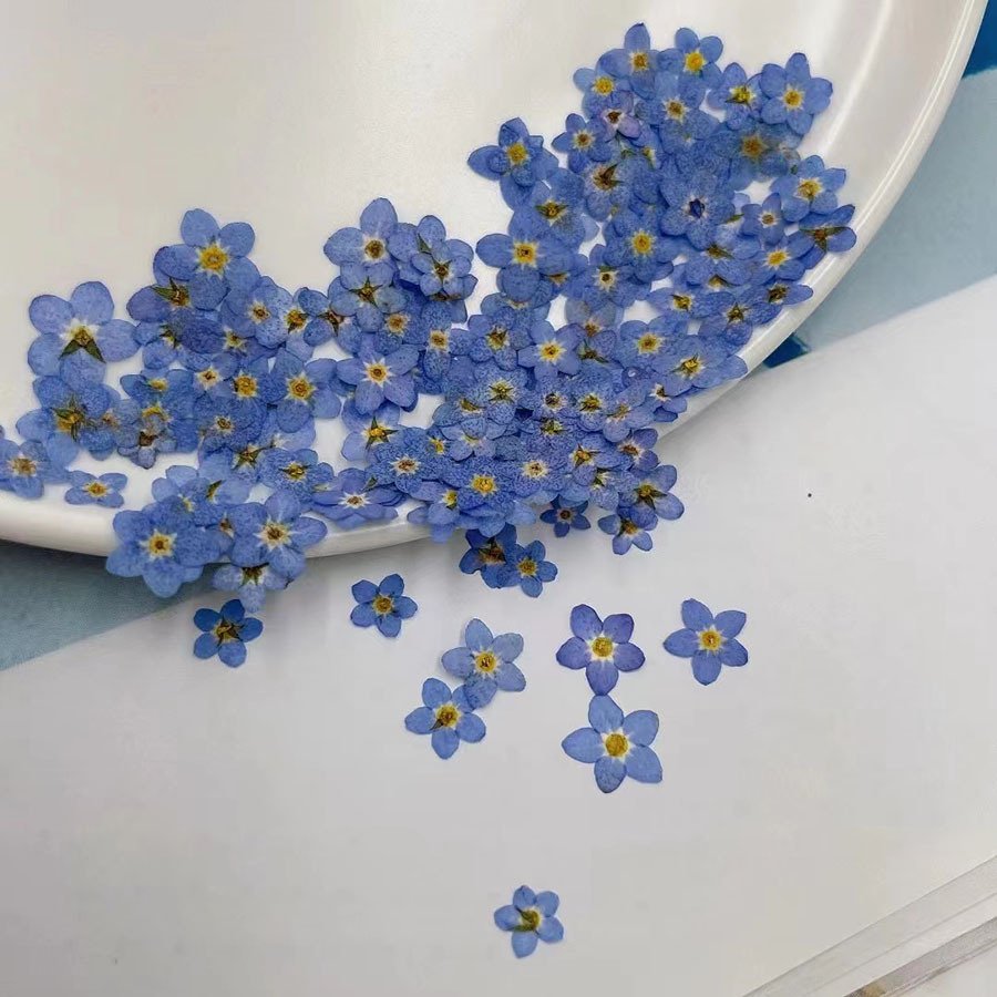 

Мини сухие цветы Forgetmenot DRtrade 100 шт