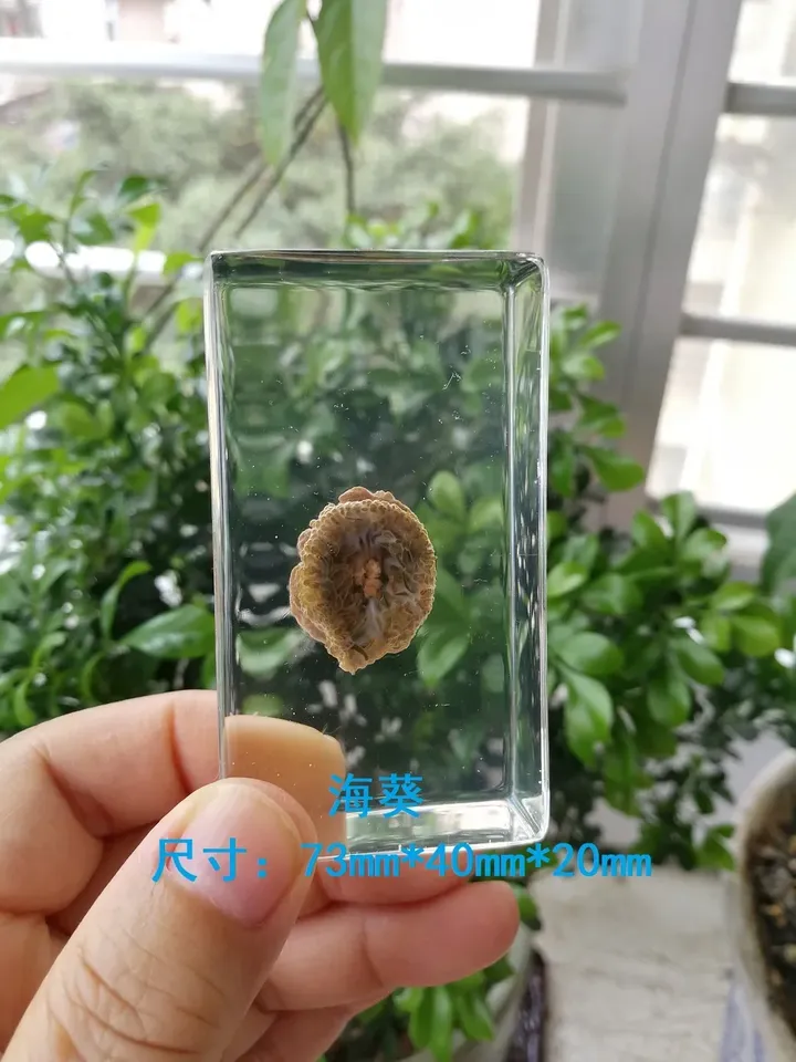 

Набор миниатюрных насекомых в смоле