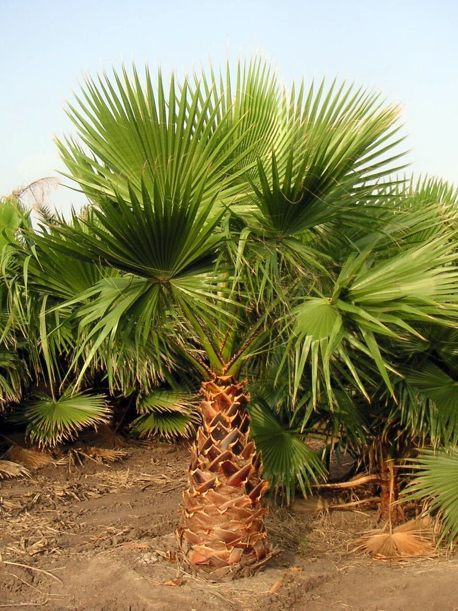 

Семена Пальма Вашингтония нитчатая (Washingtonia filifera), 5 штук
