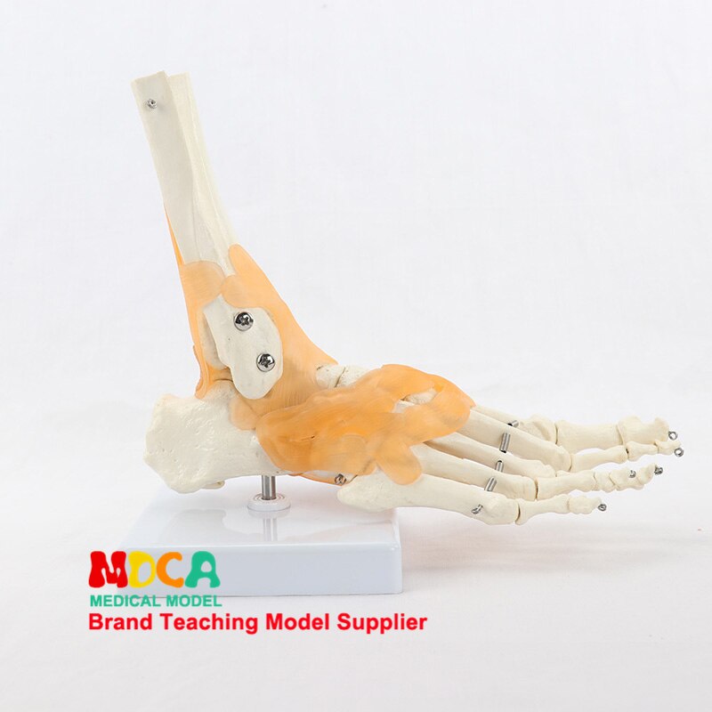 

Анатомическая модель стопы MDCA MJG004