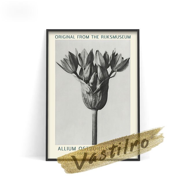 

Постер Карл Блоссфельдт Vastilro