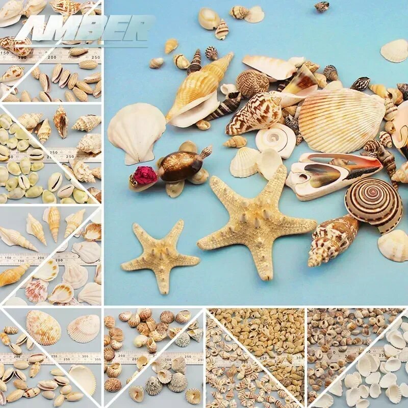 

Морские ракушки для аквариума