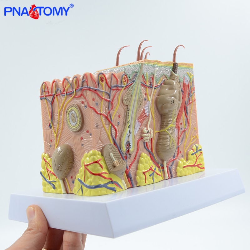 

Анатомическая модель кожи PNATOMY