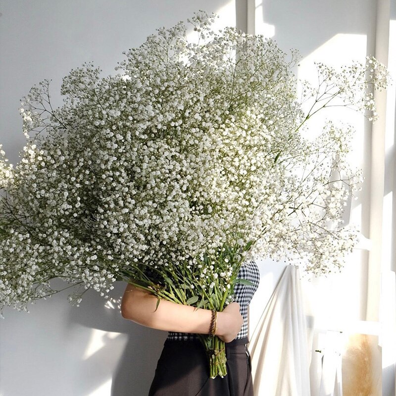 

Сушеные белые гипсофилы Baby's Breath