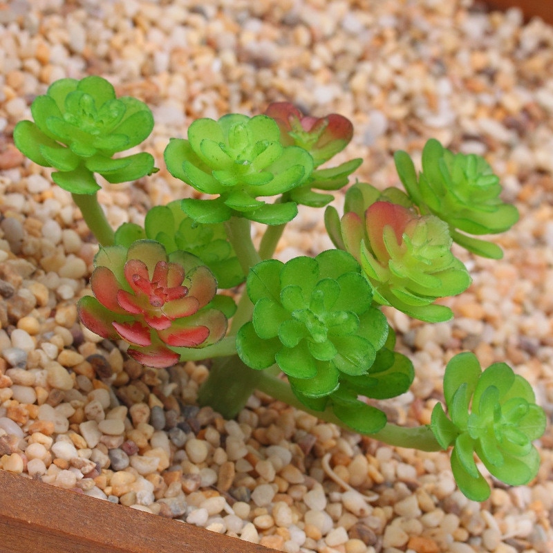 

Искусственные суккуленты ZPDH BONSAI