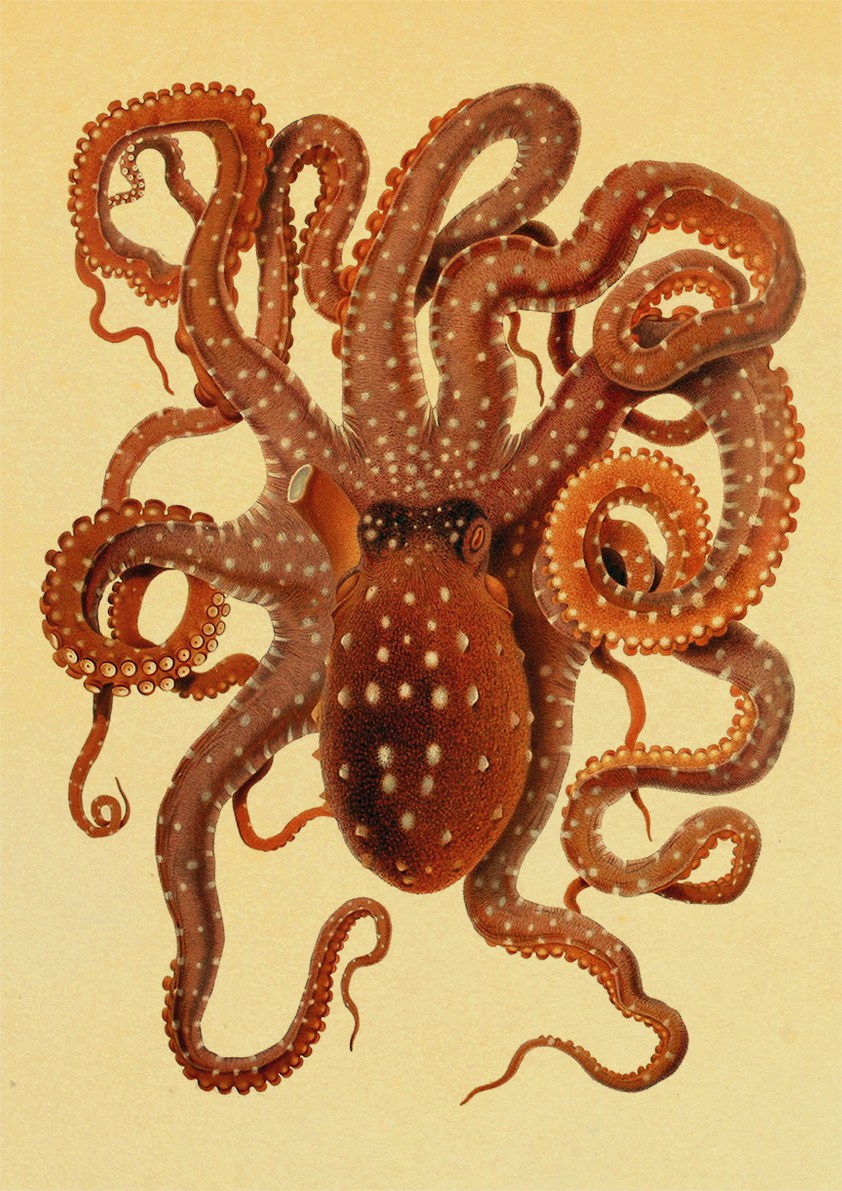 

Постер Cthulhu с изображением животных, печатные плакаты и постеры для украшения дома, гостиной, комнаты, бара, кафе, картины без рамки, настенная живопись