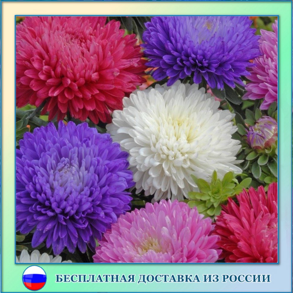 

Астра Королева Рынка смесь семена 100 ШТ