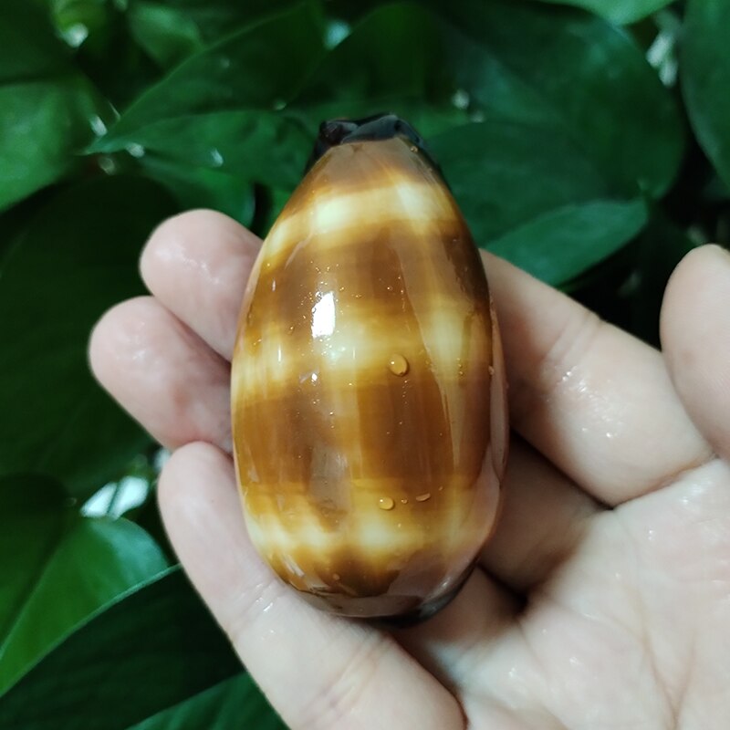 

Натуральная раковина каури Cypraea talpa