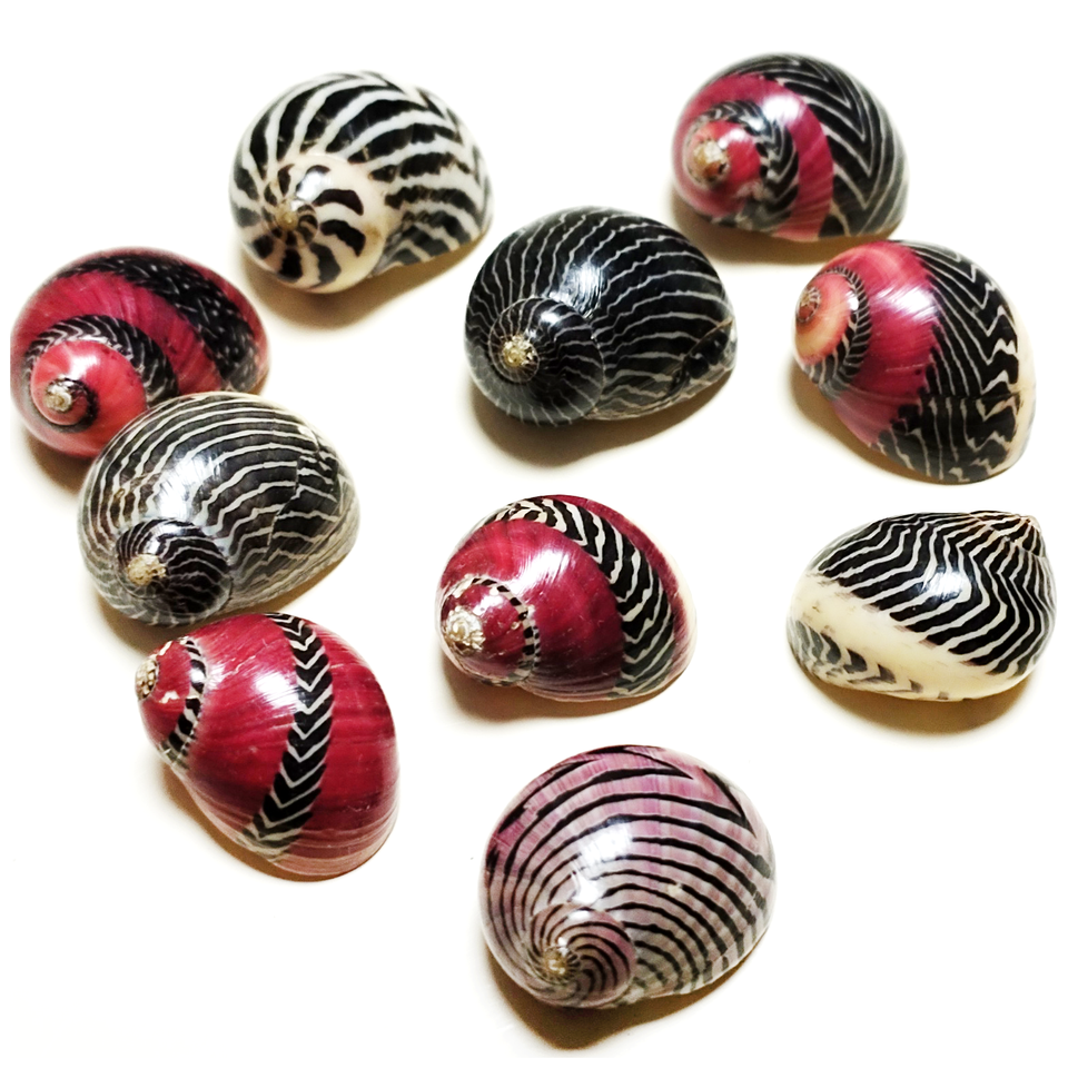 

Ракушки Neritina Communis ORIGIFTS для декора