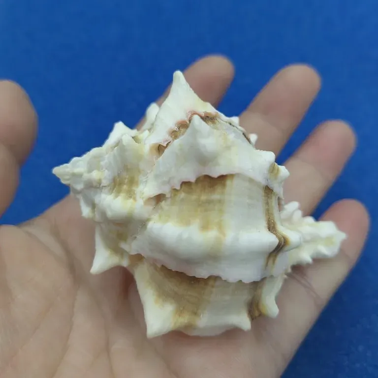 

Морская ракушка для аквариума