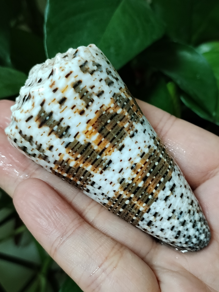 

Имперские конусные ракушки Conus Imperialis для декора