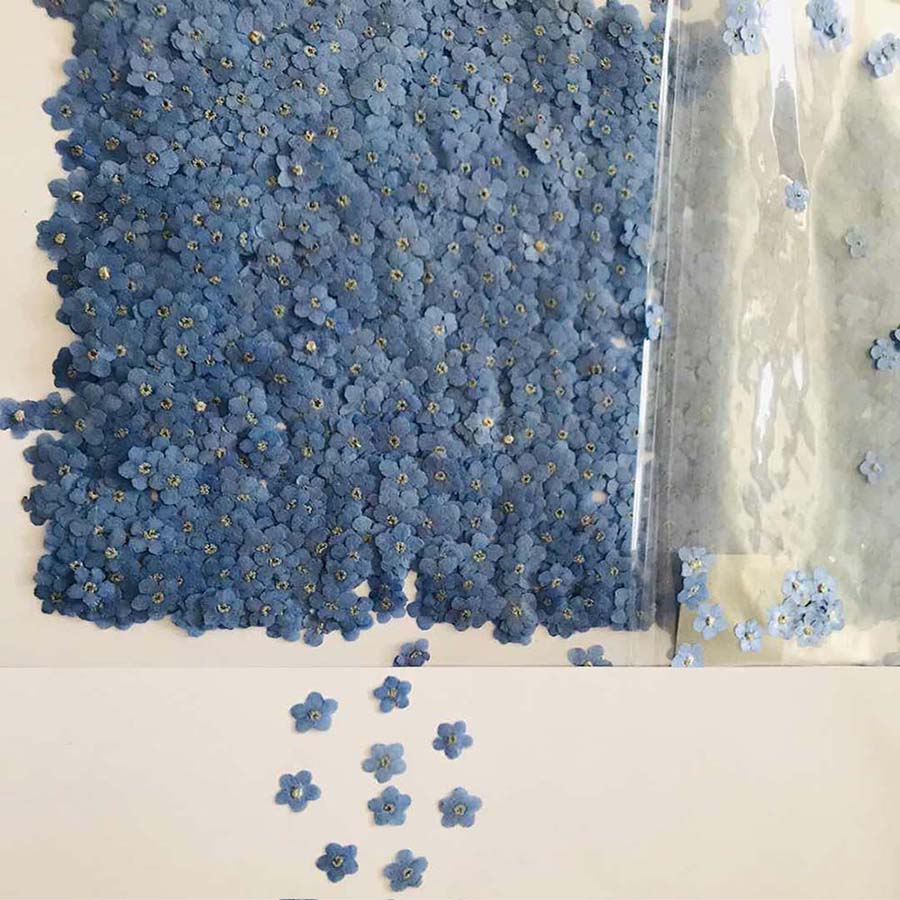 

Набор сухоцветов Myosotis Sylvatica Forgetmenot 120 шт.