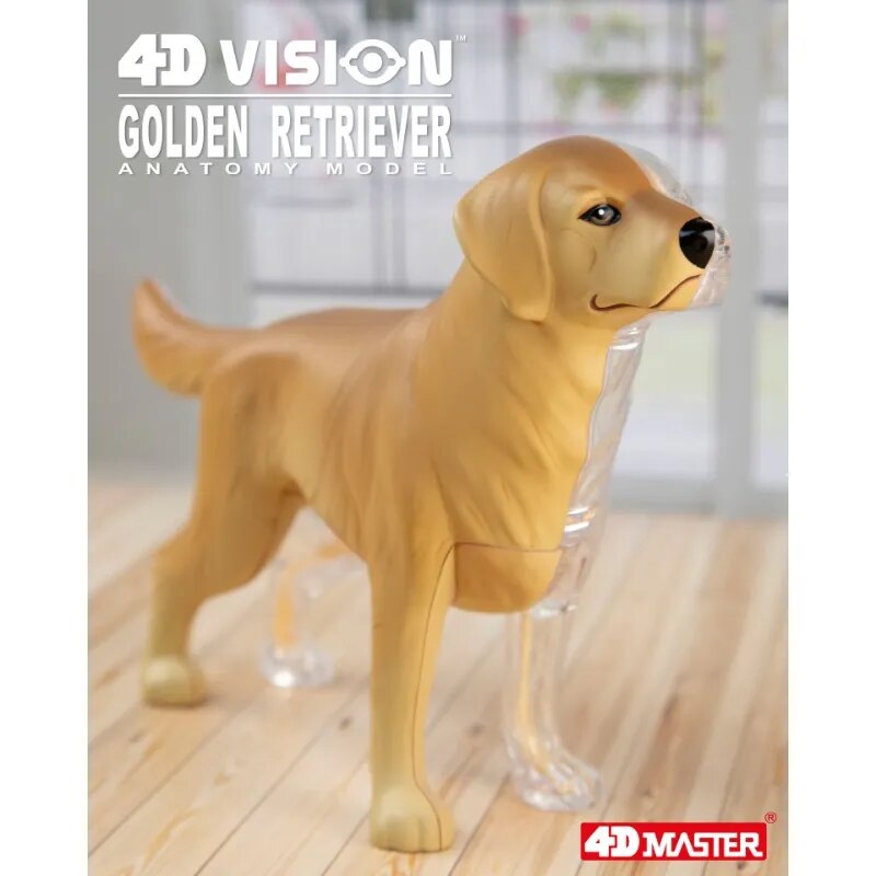 

Анатомическая модель золотистого ретривера 4D Vision