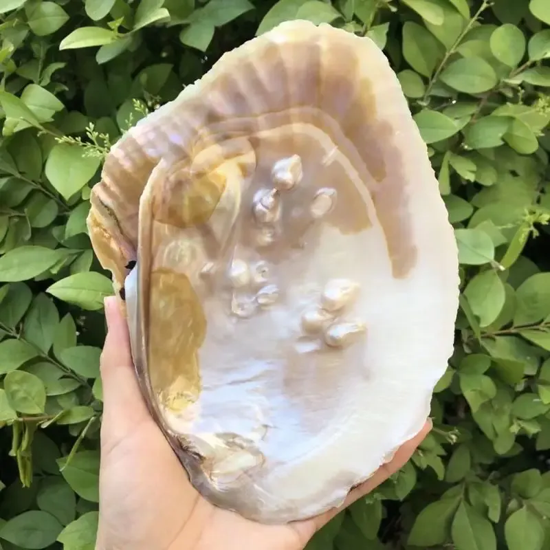 

Ракушка для декора