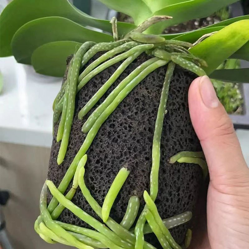 

Питательный грунт для орхидей Butterfly Orchid