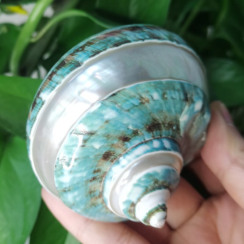 

Натуральные белые морские раковины для декора